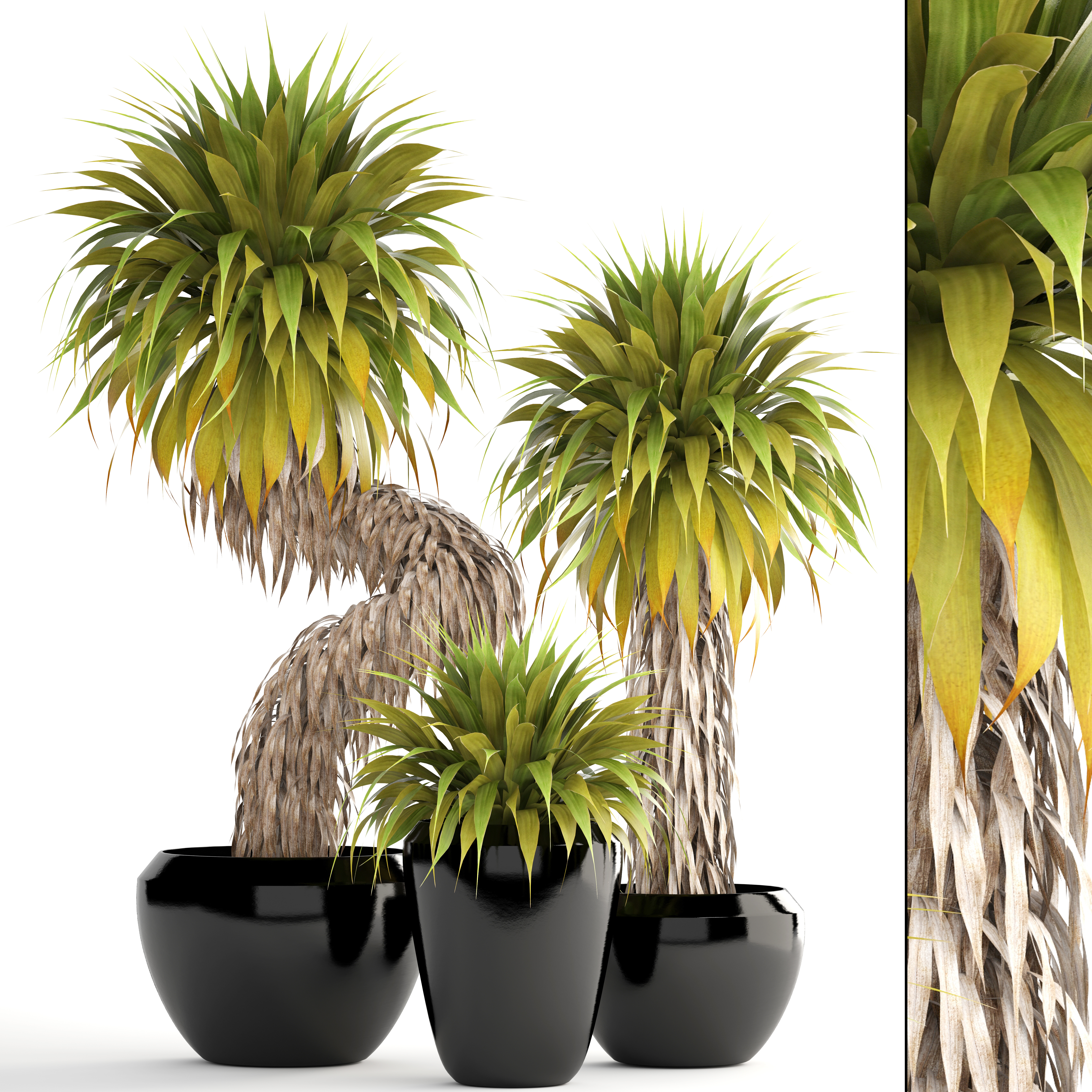 Sammlung Von Tropischen Pflanzen Yucca