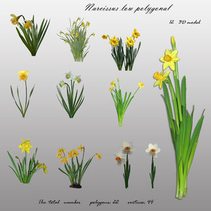 flowers narcissus polygons 3D