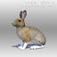 3D rabbit hair animations model