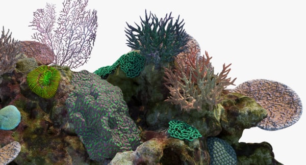 3D coral reef model - TurboSquid 1243686