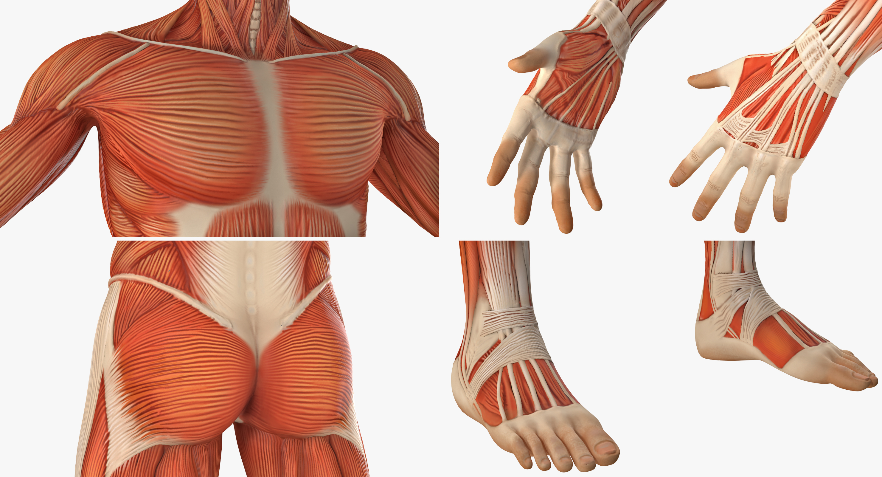 anatomy male muscular system rigged for cinema 4d model