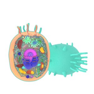 3D model animal cell