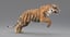 3D realistic tiger fur animation model
