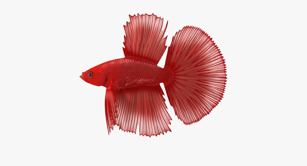 Poisson Betta à Queue De Couronne Rouge Rigged Pour Maya