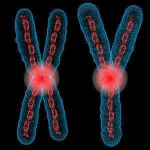chromosome x y 3D model