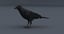 3D crow rigged model