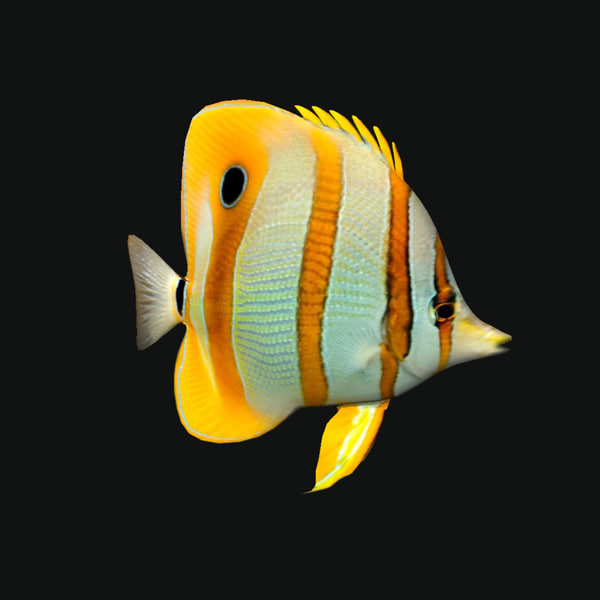 Chelmon Rostratus 3d Model Turbosquid 1244615