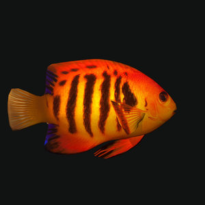3D flame angelfish