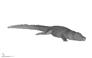 crocodile aligator 3D model