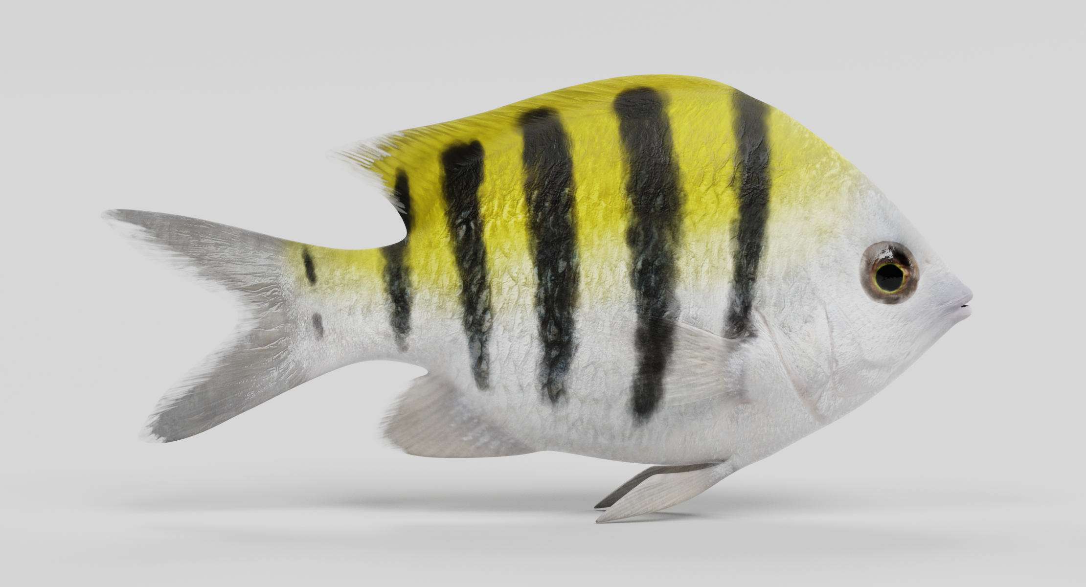 3d sergeant major fish model turbosquid 1244945