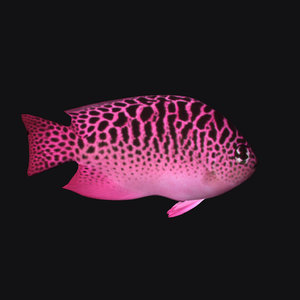 ocean fish 3D
