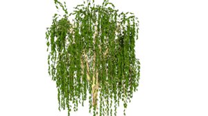 willow tree 3D model