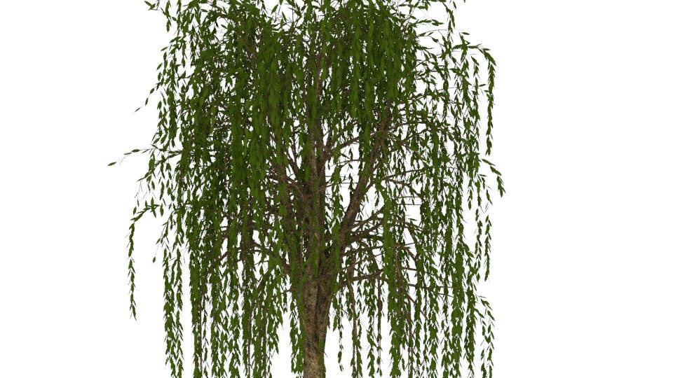 3D model willow tree - TurboSquid 1245218