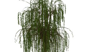 3D willow tree