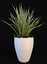 plant 3D