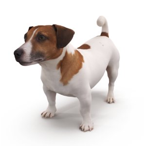 jack russell 3D model