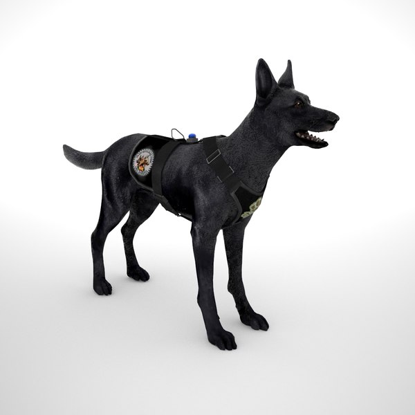 Belgisches Malinois Black Combat Geschirr Low Poly 3d Modell Turbosquid 1246325