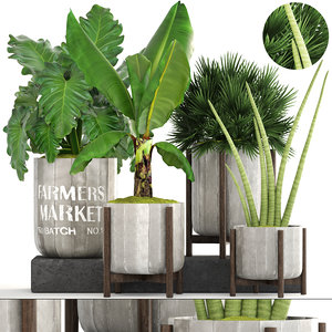 plants concrete pots 3D model