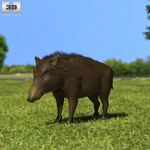 wild boar 3D model