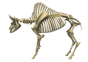 bison skeleton model