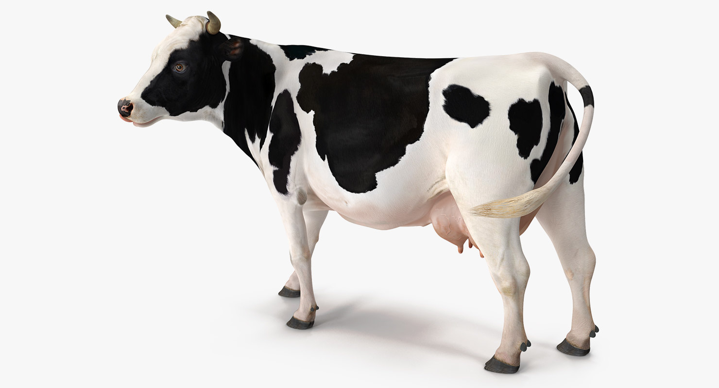 3d Model Holstein Cow Turbosquid 1247281