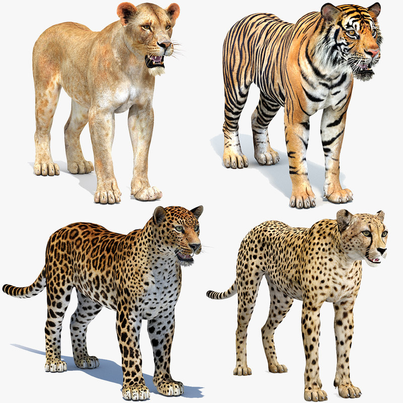 3D big cats 04 TurboSquid 1252549