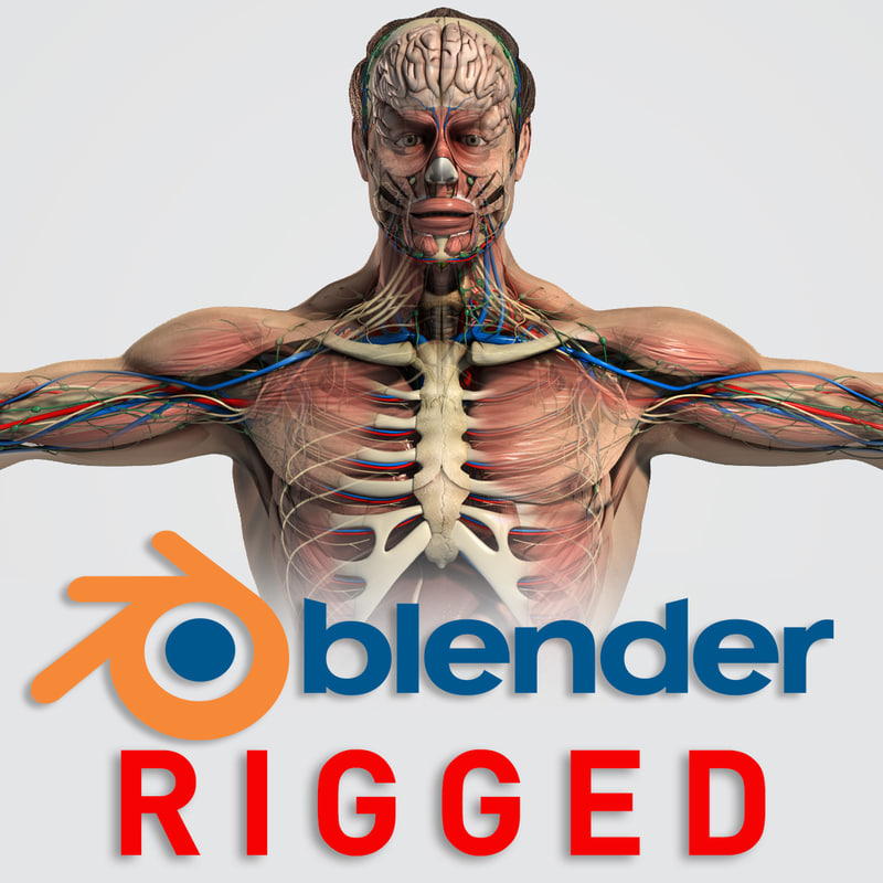 3D model rigged complete male anatomy TurboSquid 1256872