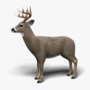 3D model white tailed deer fur