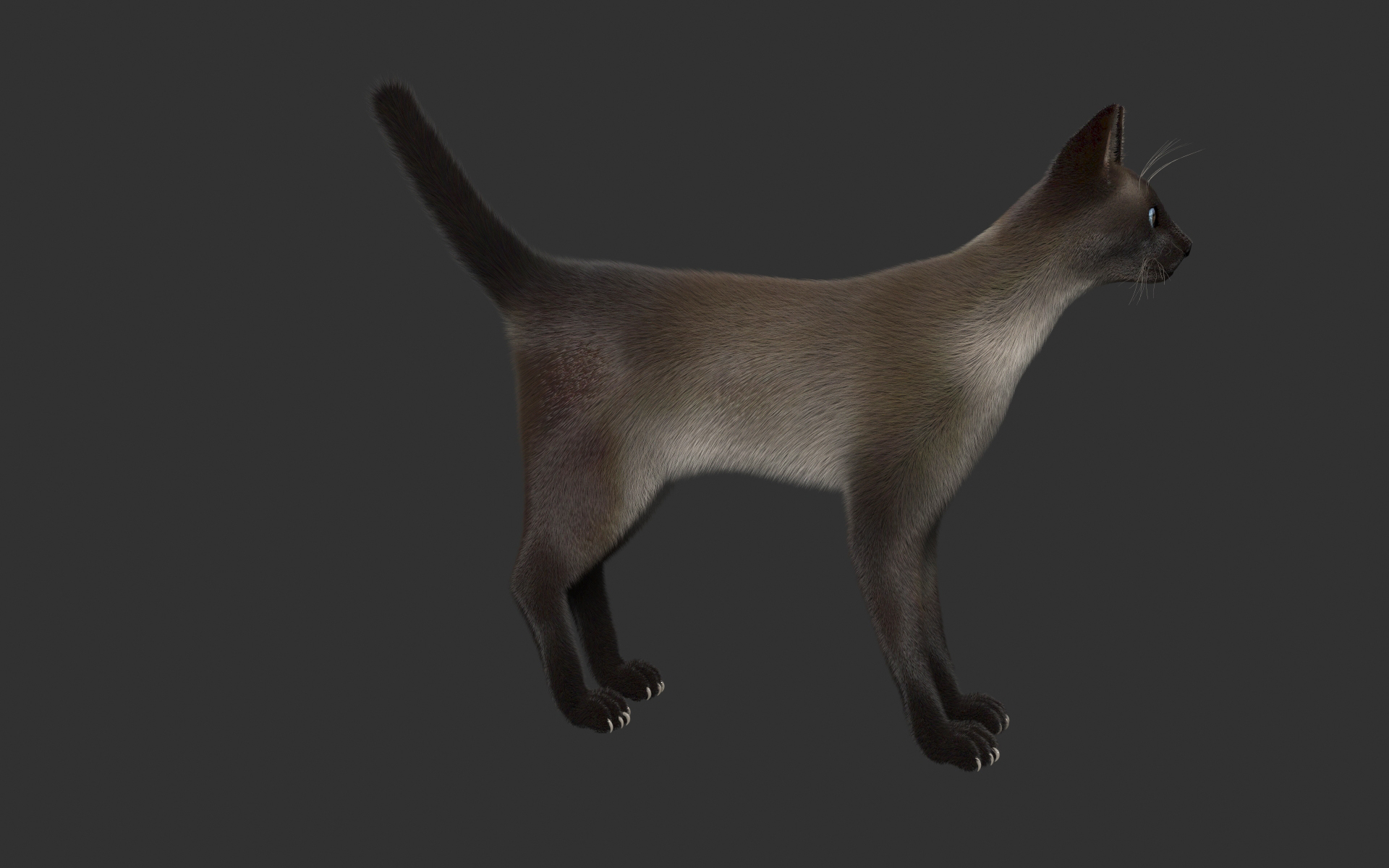 siamese cat 3d model