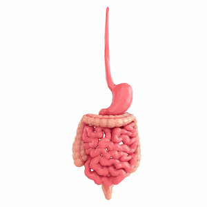 3D intestines stomach model