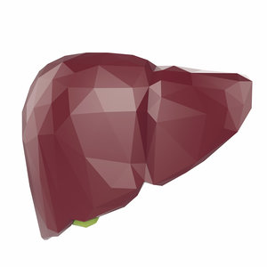 3D liver model