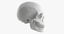 skull bone model