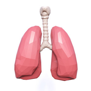 3D lungs model