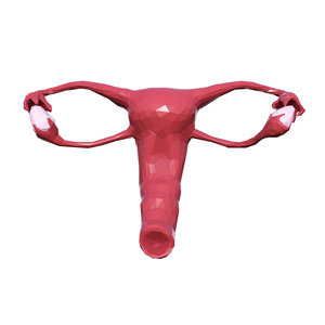 3D female reproductive model