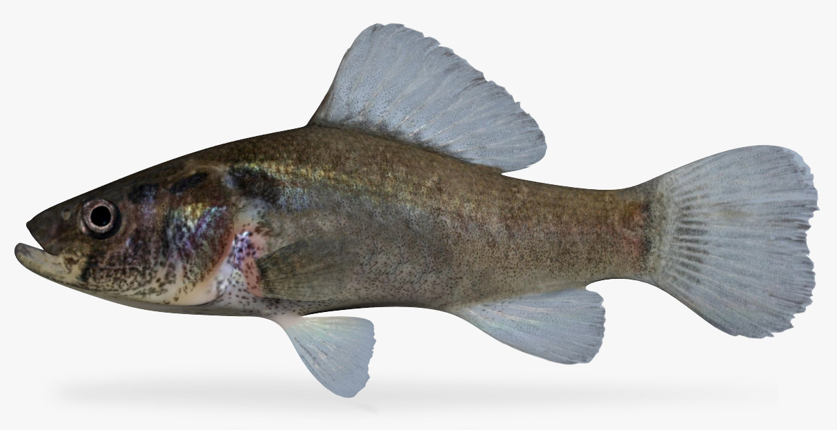 Aphredoderus sayanus pirate perch 3D model TurboSquid 1258812
