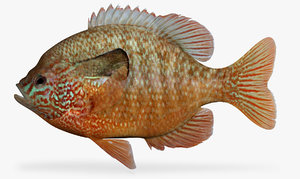 lepomis megalotis longear sunfish 3D model