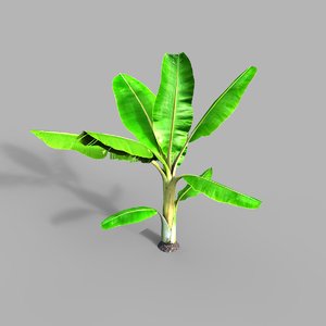 banana tree 3D model