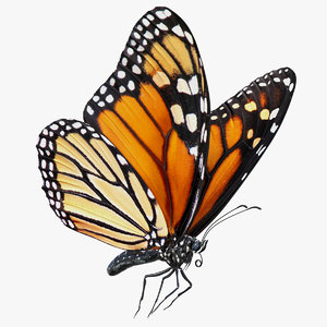 3D milkweed butterfly flying pose