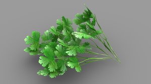 coriander leaves 3D model