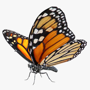 Download Monarch Butterfly 3d Models For Download Turbosquid