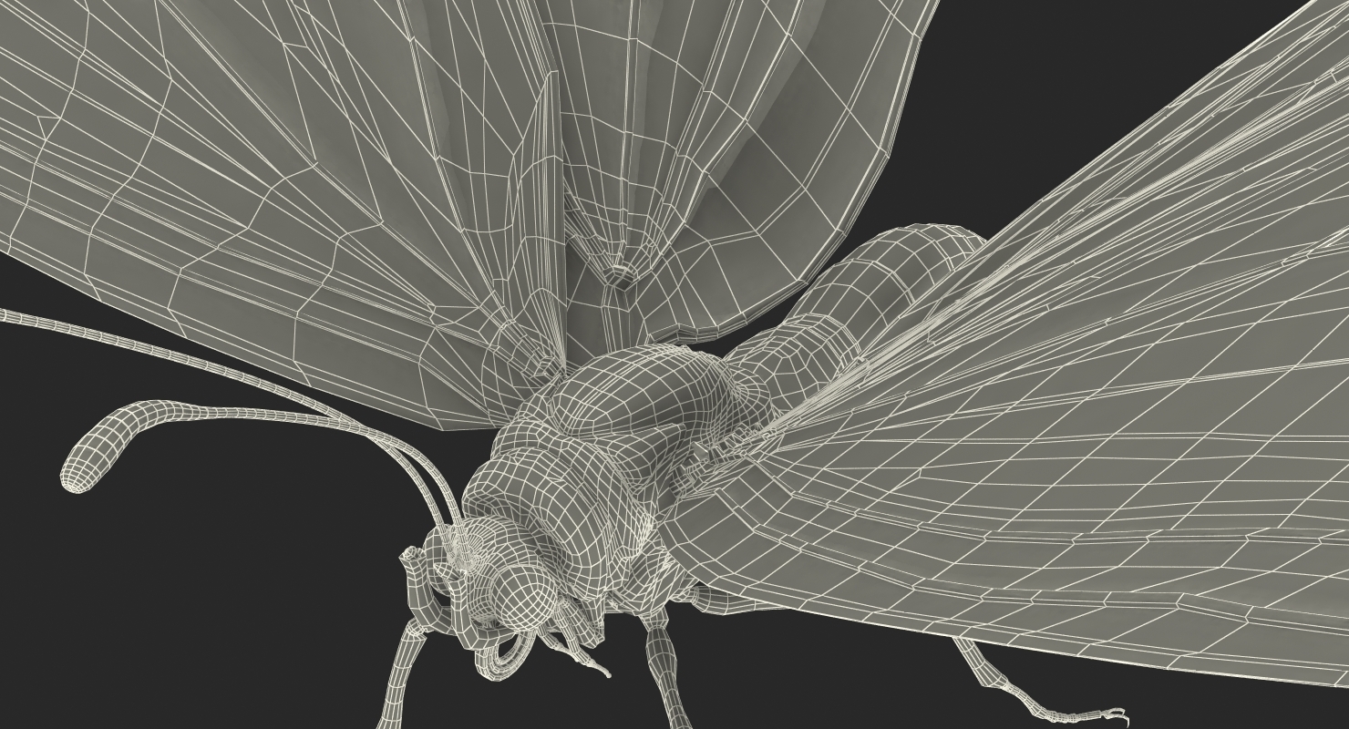 danaus plexippus蝴蝶3d模型