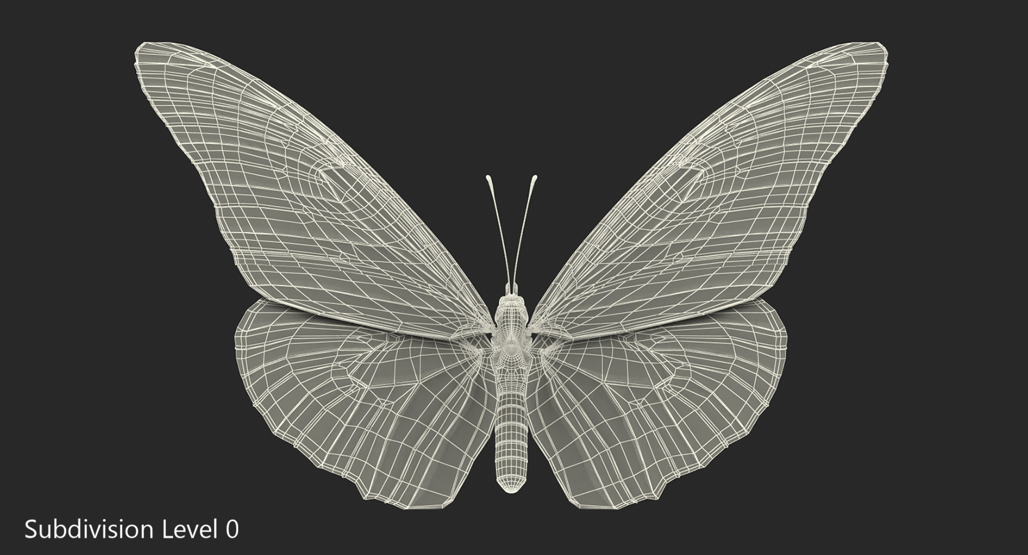 danaus plexippus蝴蝶3d模型