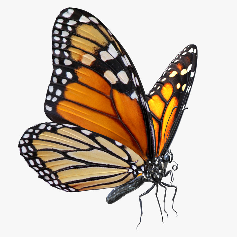 3D model monarch butterfly rigged - TurboSquid 1260741