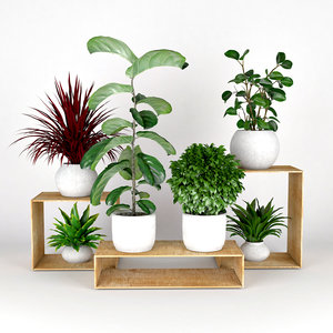 3D plants model