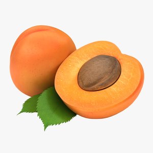 realistic apricot 02 3D