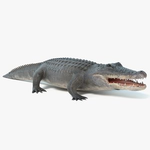 alligator pbr polys 3D model