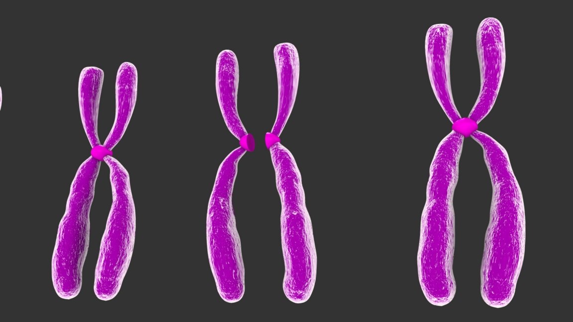 Humans chromosomes model - TurboSquid 1261523