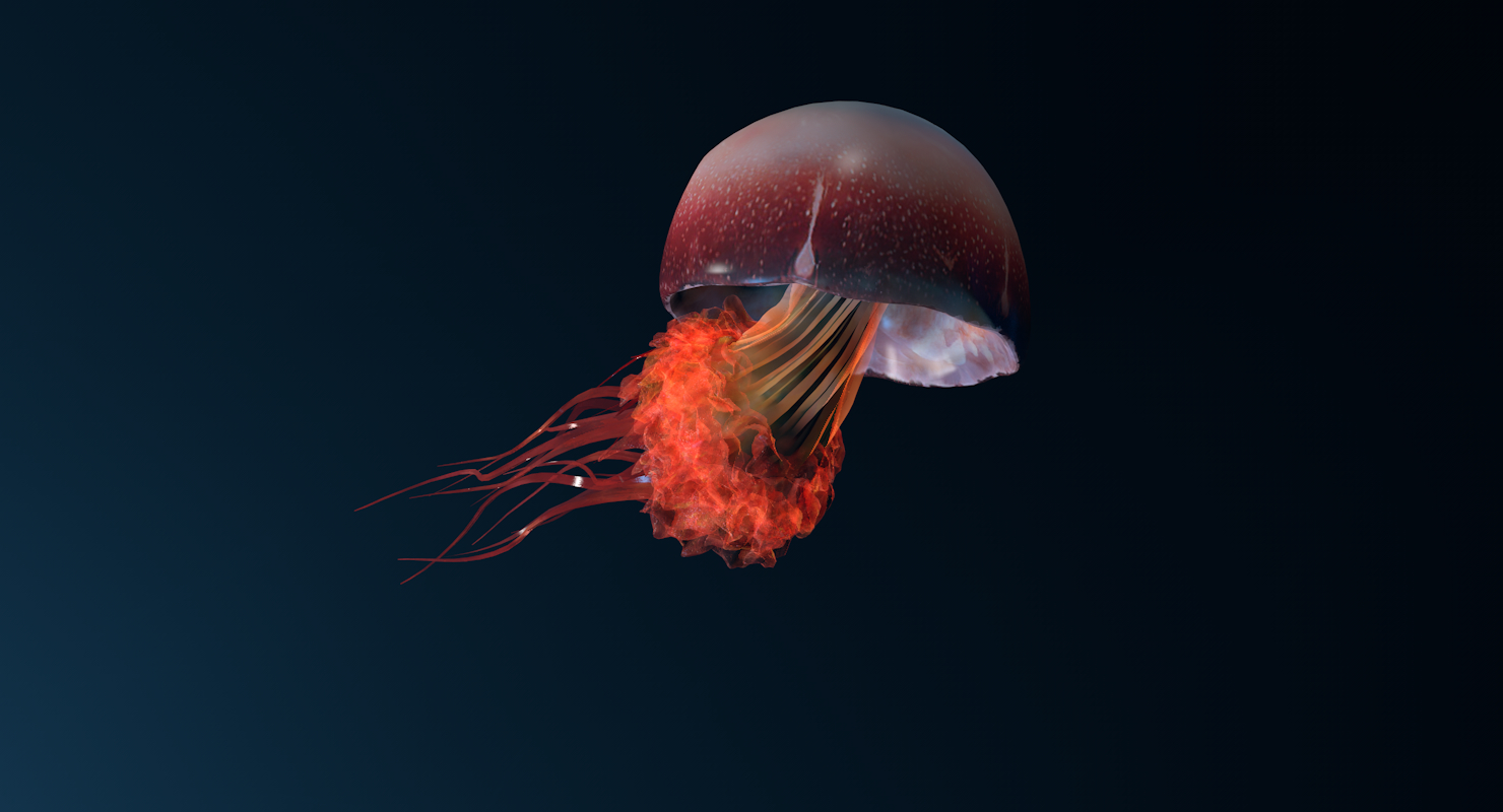 水母动物模型3d模型