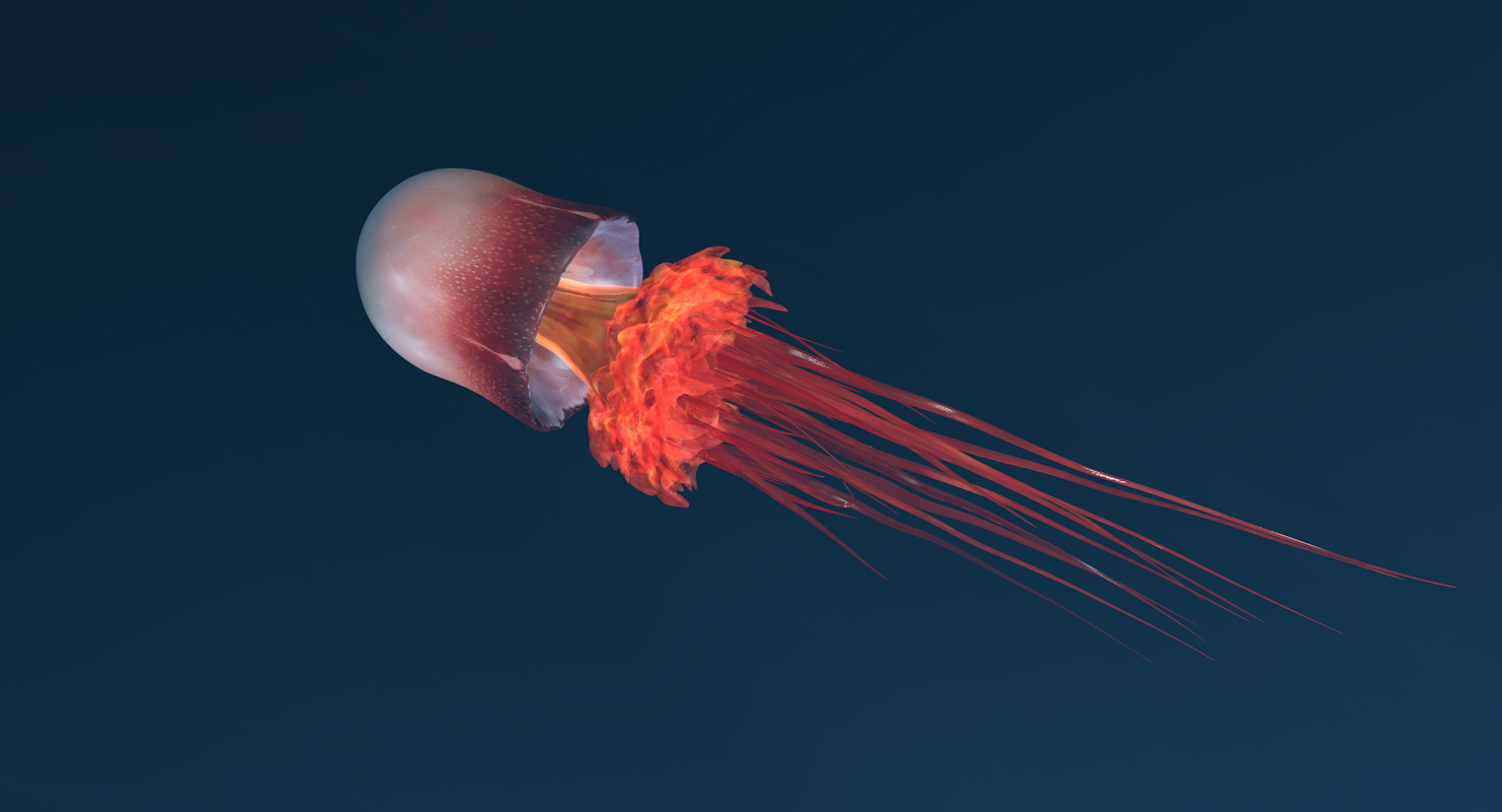 水母动物模型3d模型