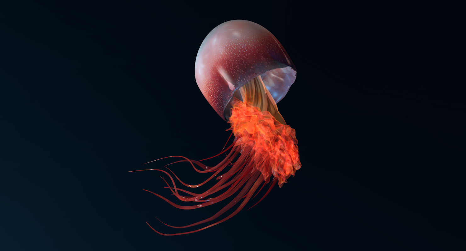 3d jellyfish animations model